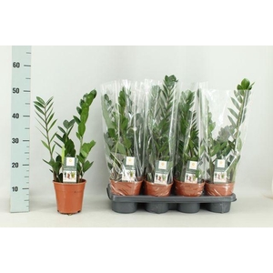 ZAMIO ZAMIIFOLIA P14