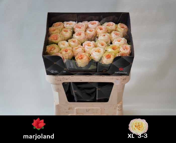 <h4>R Gr Priscilla XL Marjoland</h4>