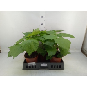 Sparrmannia africana