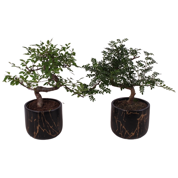 <h4>Bonsai Indoor Mix Ø12cm S-Shape in Ø 14cm Ceramic PL469</h4>