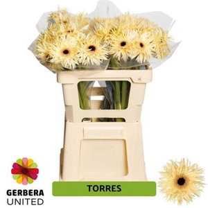 GE GS TORRES