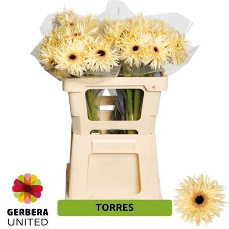GE GS TORRES