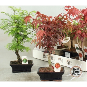 BONSAI GEM