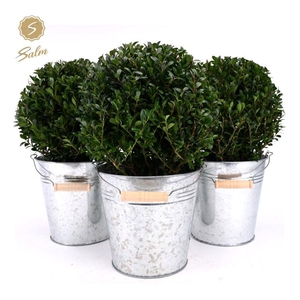 Ilex crenata 'Jenny'® Ball Ø20cm P17 in Zinc Old-Look