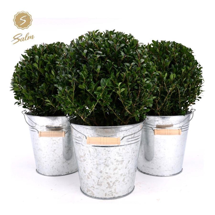 <h4>Ilex crenata 'Jenny'® Ball Ø20cm P17 in Zinc Old-Look</h4>