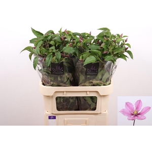 Clematis Amazing Tokyo Marginpar