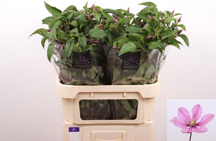 <h4>Clematis Amazing Tokyo Marginpar</h4>