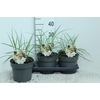 Miscanthus Sinensis Ferner Osten