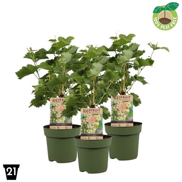 <h4>Vitis vinifera 'Solaris', P21 op stam</h4>