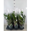 Zamioculcas zamiifolia