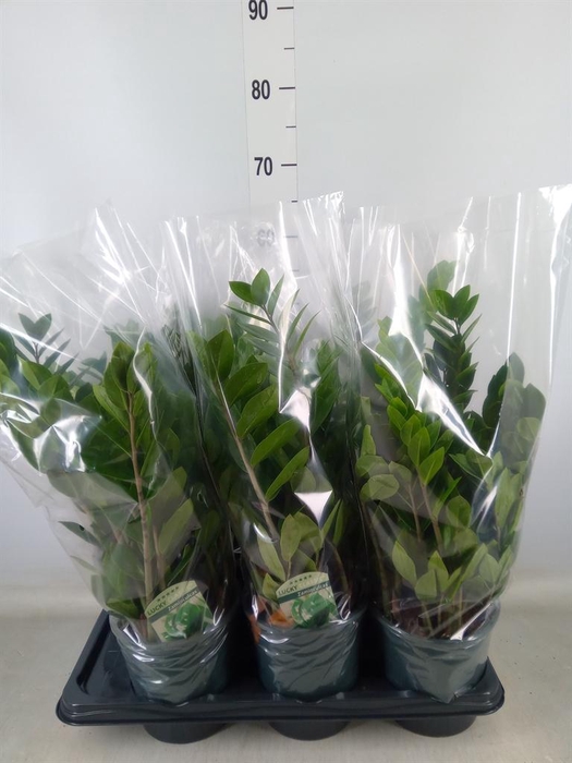 Zamioculcas zamiifolia