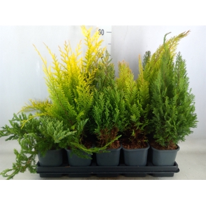 Conifers   ...