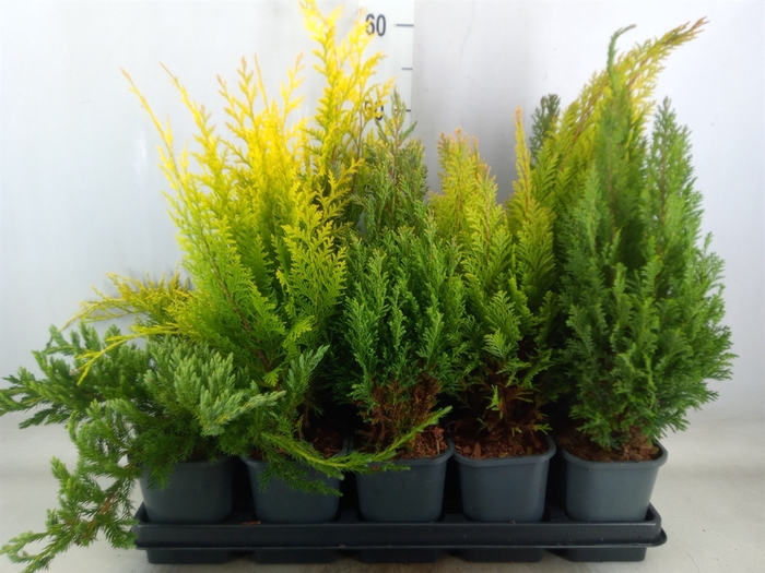<h4>Conifers   ...</h4>