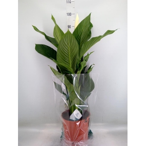 Spathiphyllum  'Sweet Silvana'