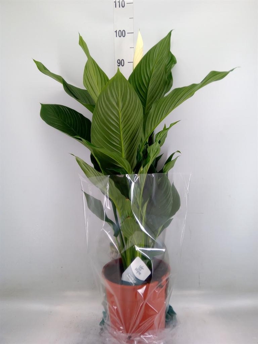 <h4>Spathiphyllum  'Sweet Silvana'</h4>