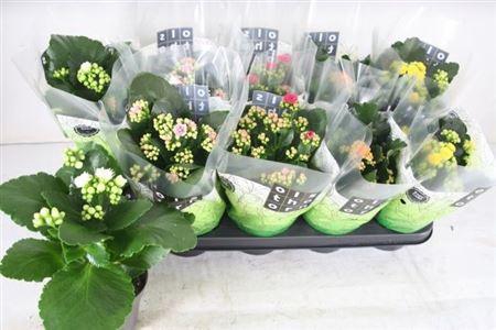 <h4>Kal Ge Gem 5 Kl</h4>