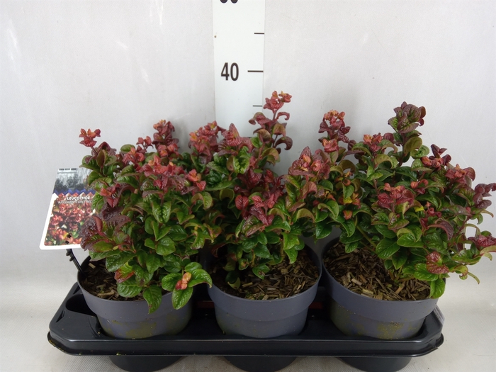 <h4>Leucothoe axillaris 'Curly Red'</h4>