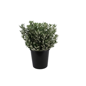 Pittosporum Ralphi