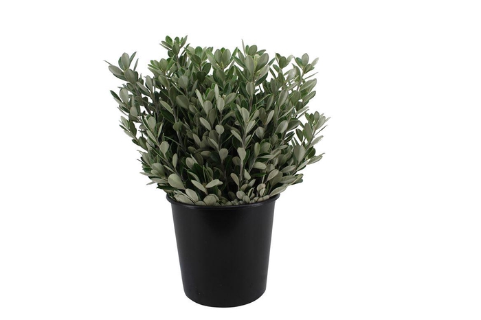 <h4>Pittosporum Ralphi</h4>