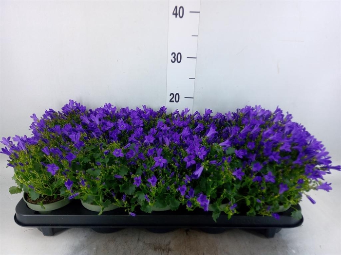 <h4>Campanula porten. 'Get Mee'</h4>