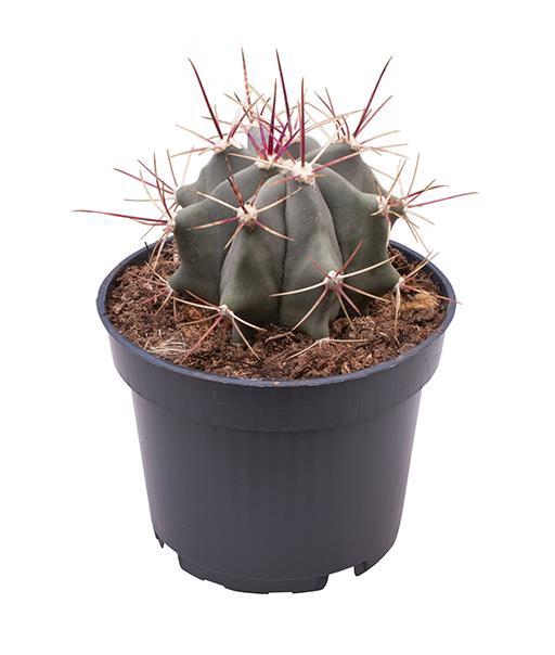 <h4>FEROCACTUS STAINESIIn p9</h4>