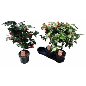 ABUT RED TRUMPET