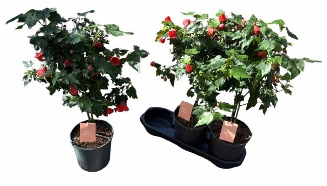 <h4>ABUT RED TRUMPET</h4>