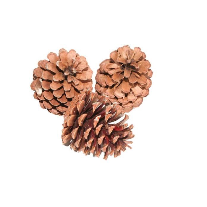 <h4>Pinecone Maritima L10/12 15 Pcs</h4>