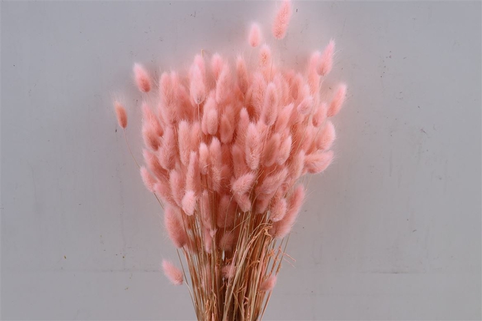 <h4>Dried Lagurus Light Pink Bunch</h4>