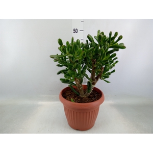 Crassula ovata 'Horn Tree Red'