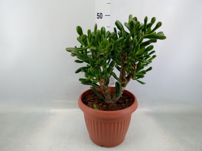 <h4>Crassula ovata 'Horn Tree Red'</h4>