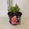 Hydrangea paniculata Vanille-Frais