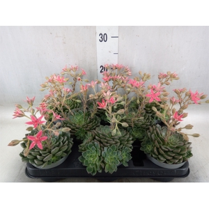 Graptopetalum tacitus