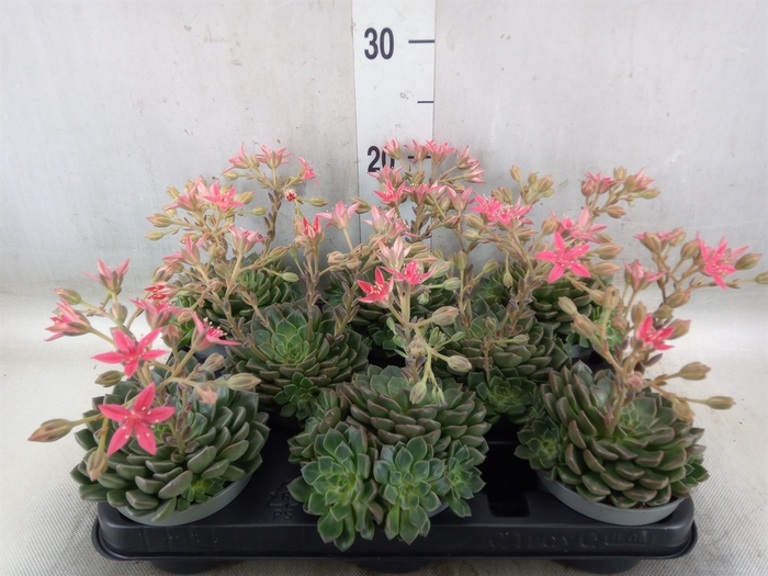 <h4>Graptopetalum tacitus</h4>