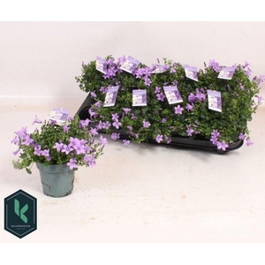 Camp Portenschlagian