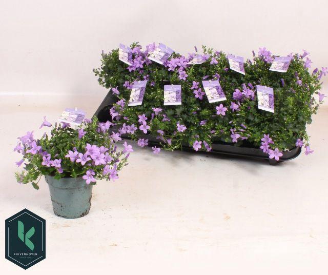 <h4>Camp Portenschlagian</h4>