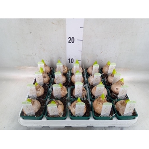 Hyacinthus orie. 'Pearl White'