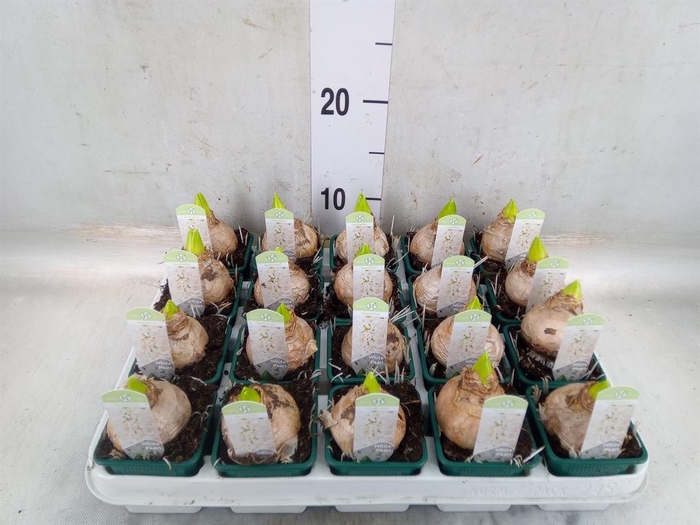 <h4>Hyacinthus orie. 'Pearl White'</h4>