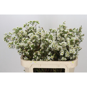 Chamelaucium Sirius