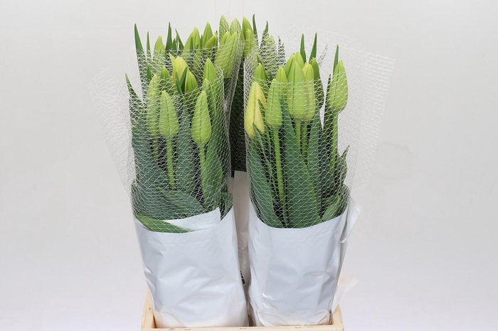 <h4>Tulipa en Maureen</h4>