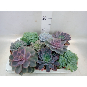 Echeveria   ...mix