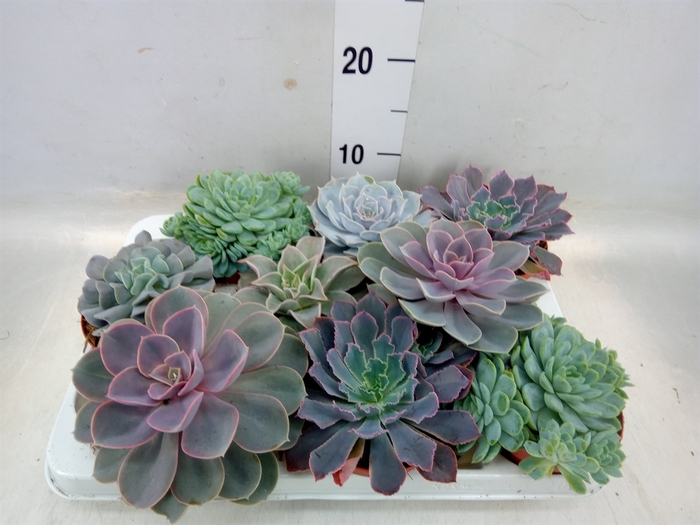 <h4>Echeveria   ...mix</h4>