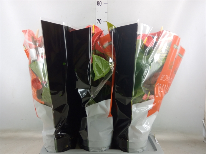 <h4>Anthurium andr. 'Madural Orange'</h4>