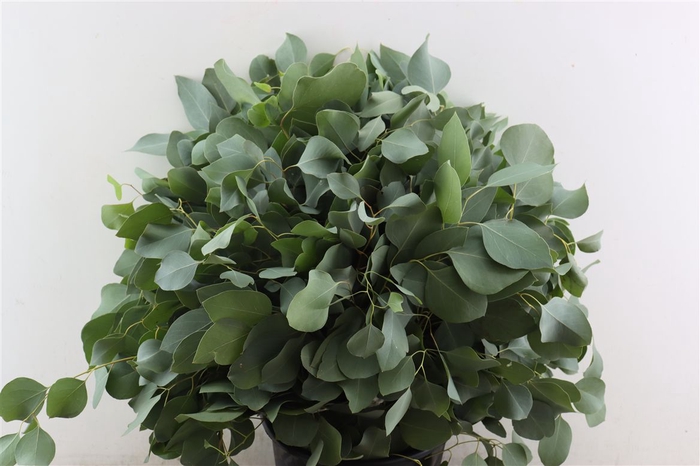 <h4>Euca Populus 300gr P Bunch</h4>