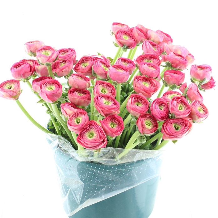 <h4>Ran Su Sr Charleston Super</h4>