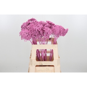 Ammi Zaad Kl Bh Roze