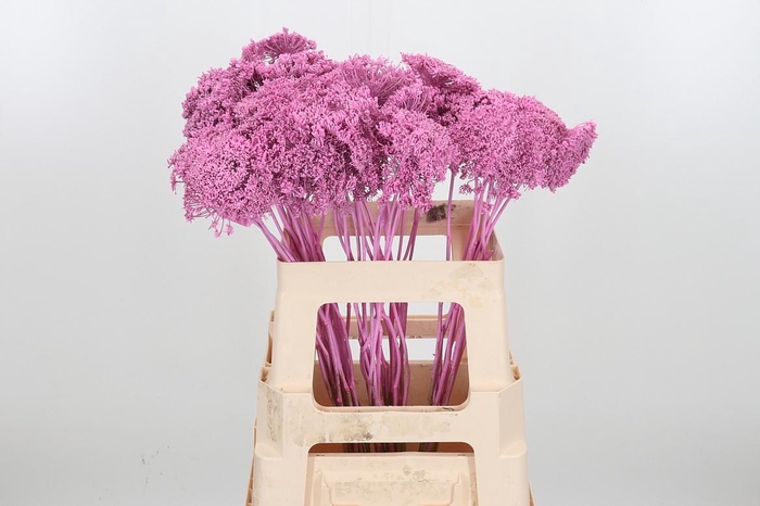 <h4>Ammi Zaad Kl Bh Roze</h4>