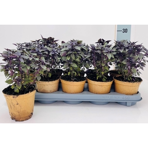 OCIMUM BASILICUM