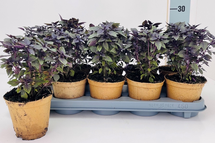 <h4>OCIMUM BASILICUM</h4>