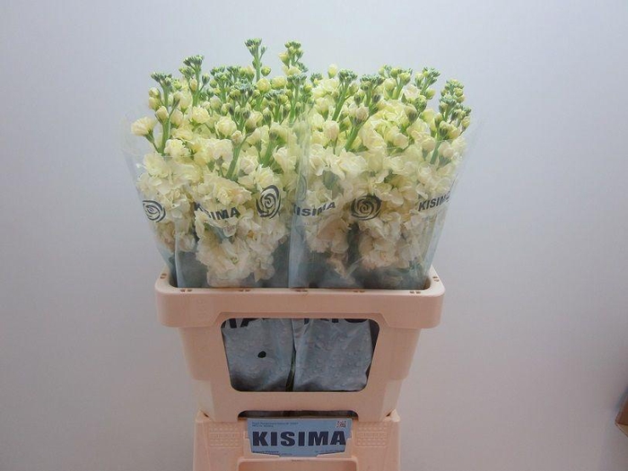 <h4>MATTH IRON YELLOW</h4>